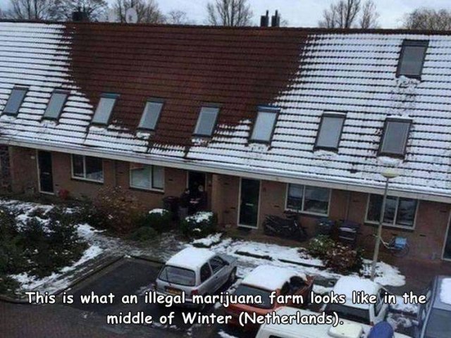 Acid Picdump 1 (92 pics)