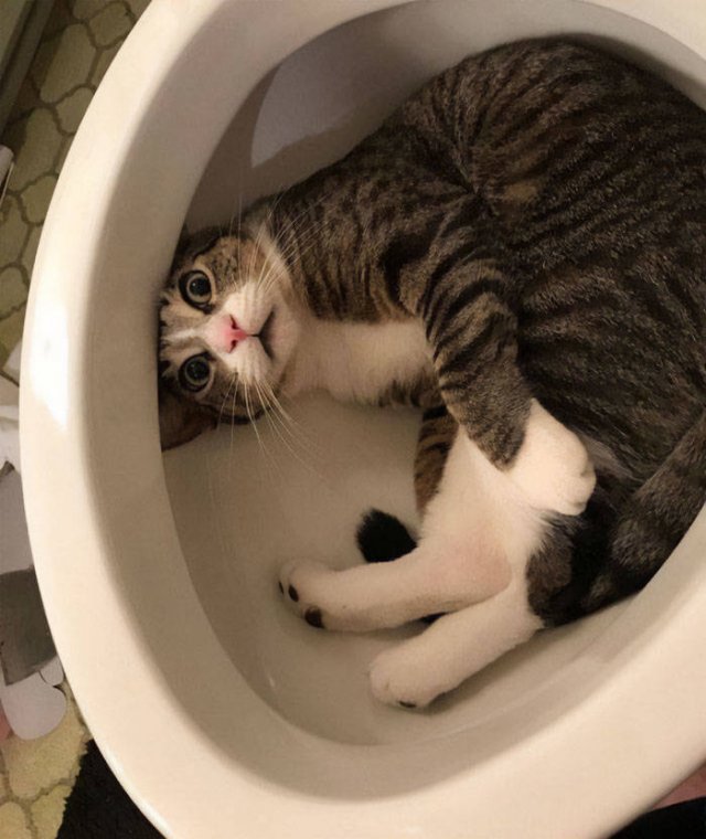 Pets Got Stuck In Different Things (48 pics)