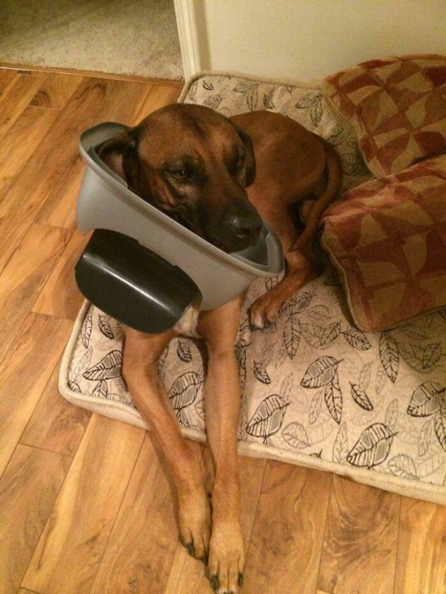 Pets Got Stuck In Different Things (48 pics)