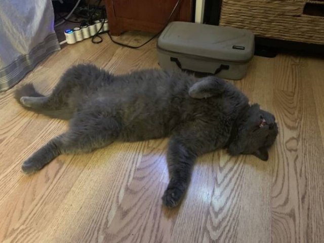 These Cats Are Broken (39 pics)