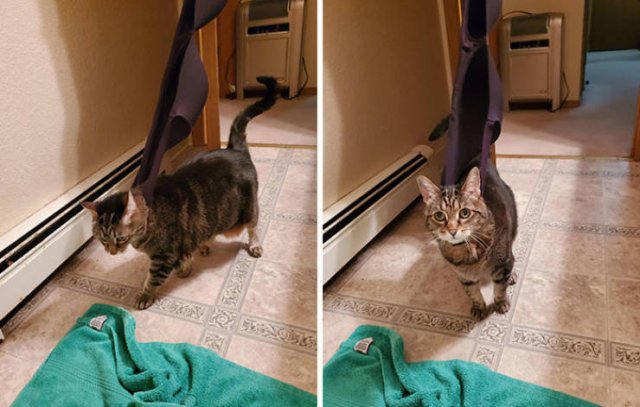 Pets Got Stuck In Different Things (48 pics)