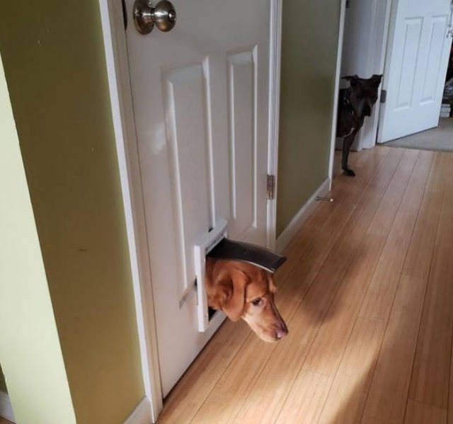 Pets Got Stuck In Different Things (48 pics)