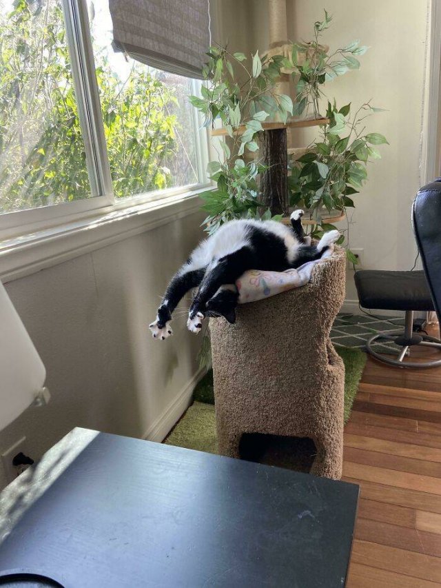 These Cats Are Broken (39 pics)