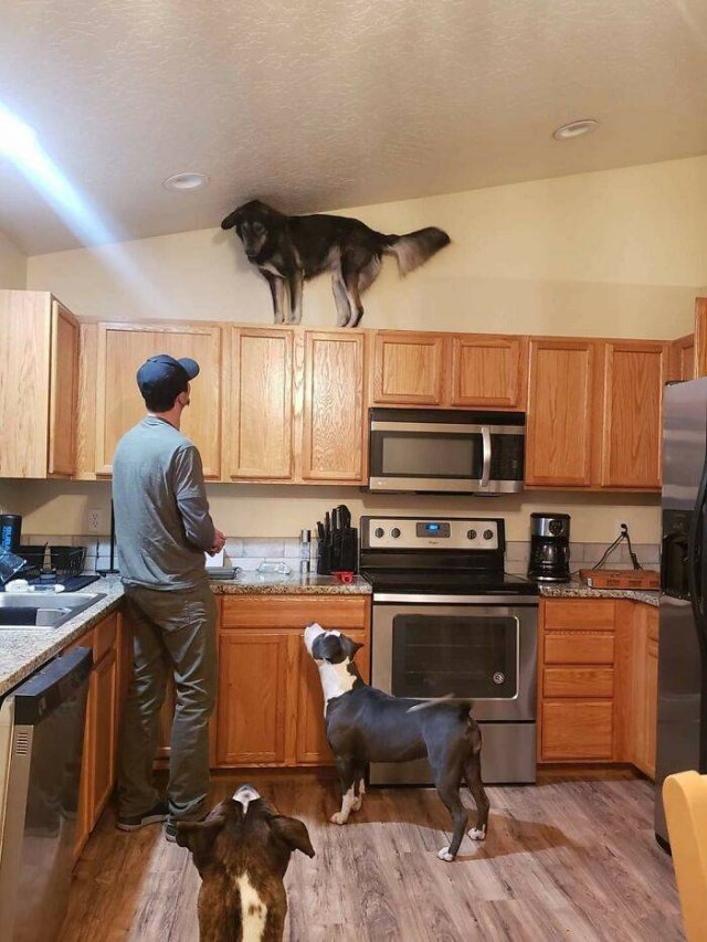 Pets Got Stuck In Different Things (48 pics)