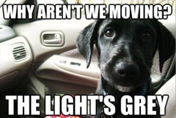 Cute Dogs (39 pics)