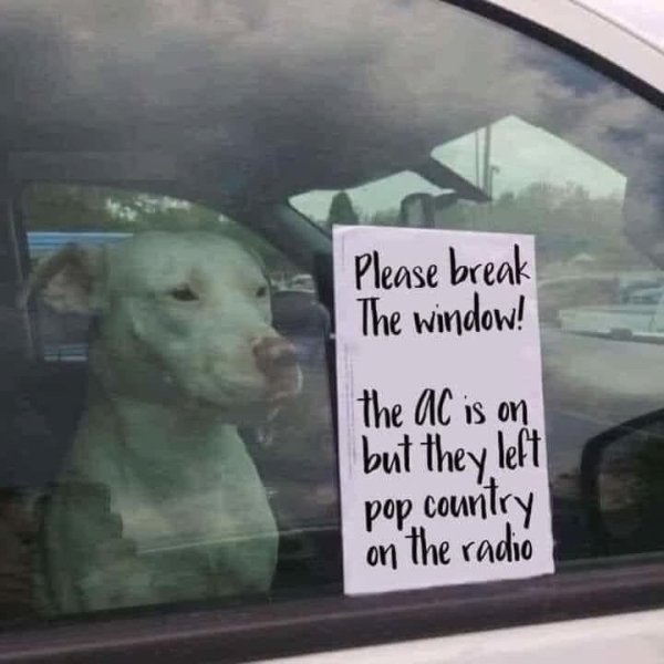 Cute Dogs (39 pics)