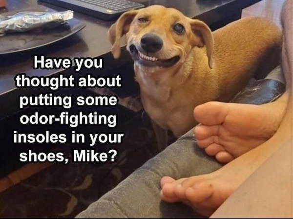 Cute Dogs (39 pics)