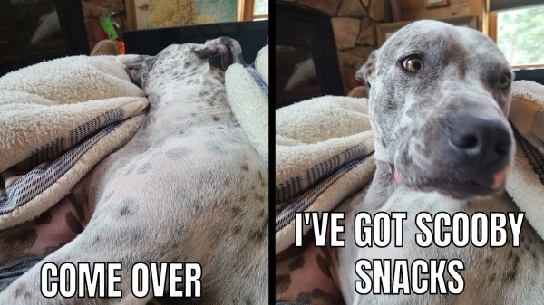 Cute Dogs (39 pics)