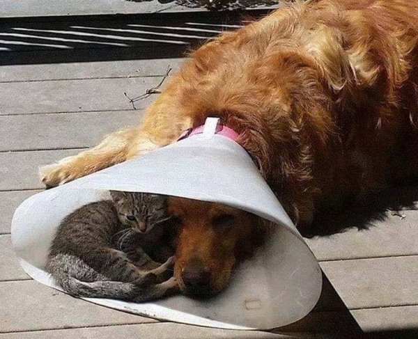 Cute Dogs (39 pics)