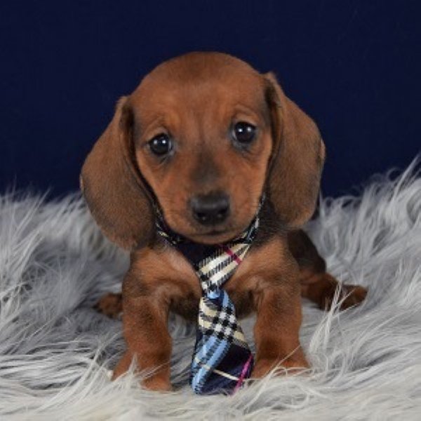 Cute Dogs (39 pics)