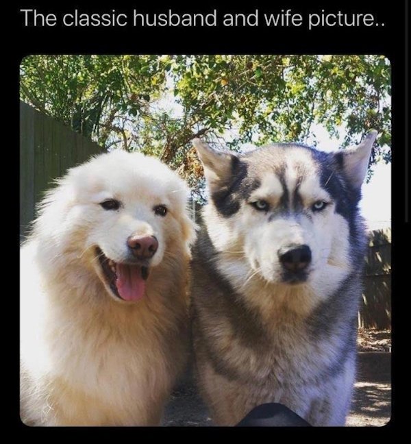 Cute Dogs (39 pics)
