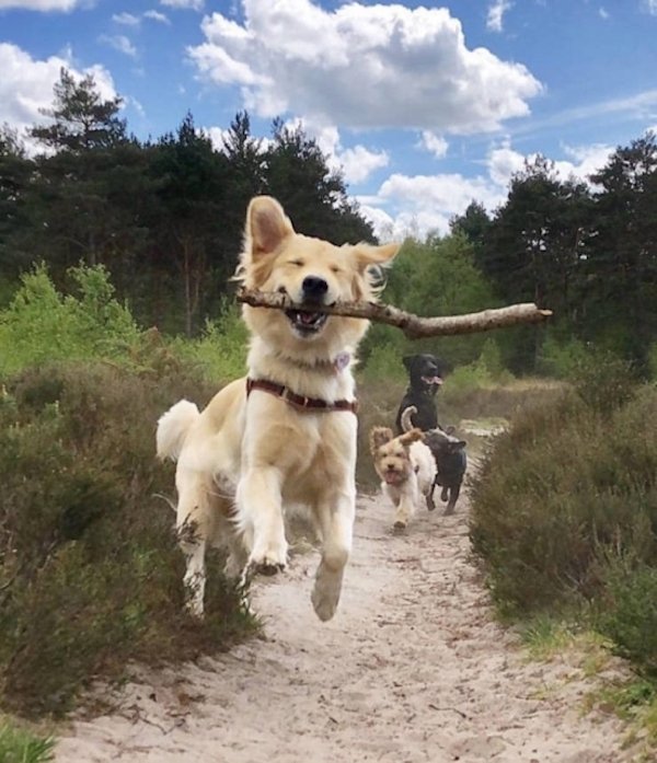 Cute Dogs (39 pics)