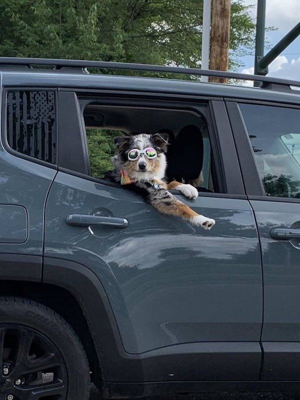Cute Dogs (39 pics)