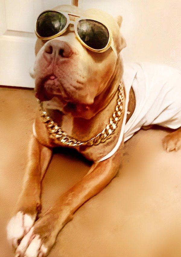 Cute Dogs (39 pics)