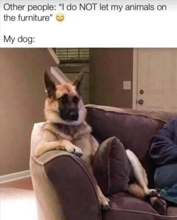 Cute Dogs (39 pics)