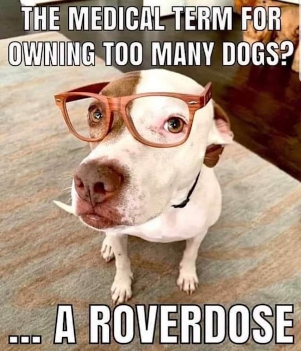 Cute Dogs (39 pics)