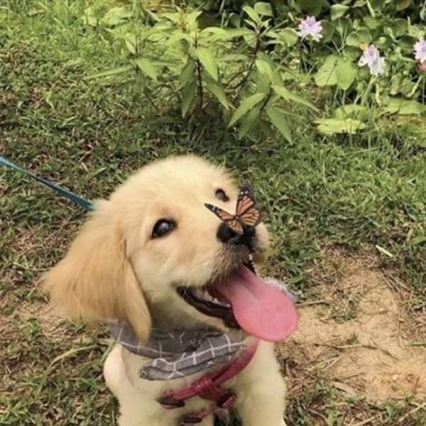 Cute Dogs (39 pics)