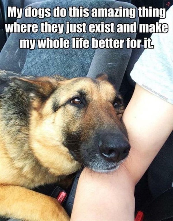 Cute Dogs (39 pics)