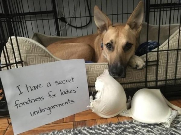 Cute Dogs (39 pics)