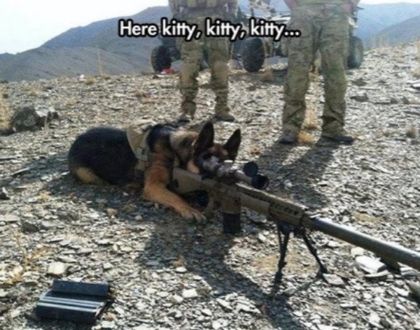Cute Dogs (39 pics)