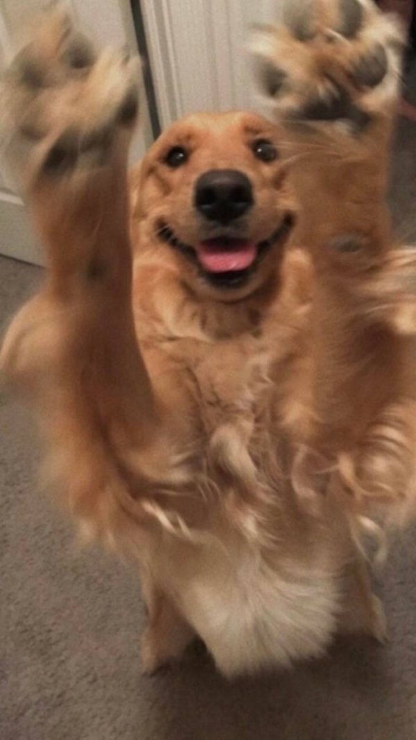 Cute Dogs (39 pics)