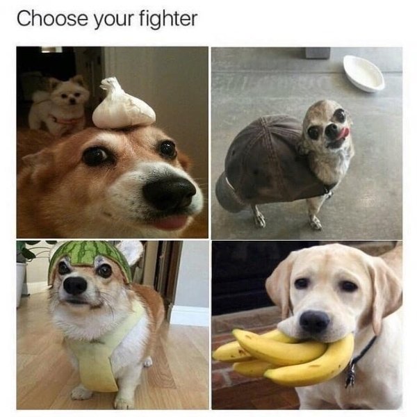 Cute Dogs (39 pics)
