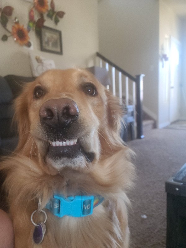 Cute Dogs (39 pics)