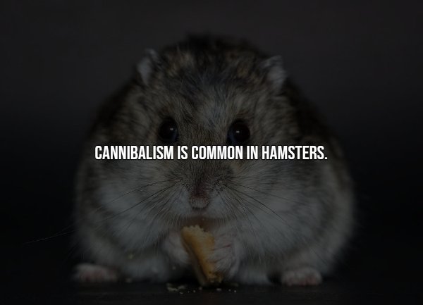 Intriguing Facts (20 pics)