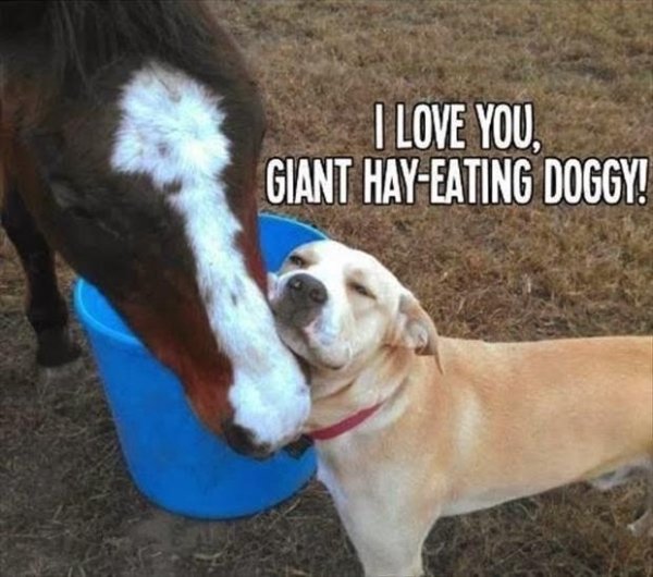Cute Dogs (39 pics)