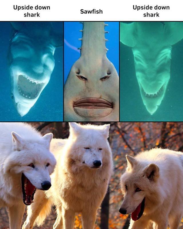Acid Picdump 2 (92 pics)