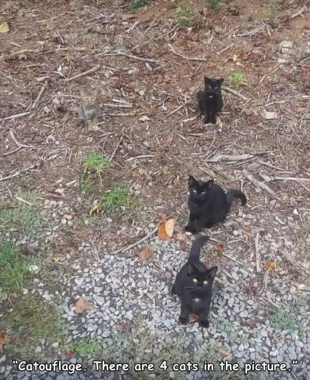 Acid Picdump 1 (93 pics)