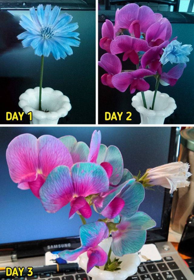 It's Beautiful (54 pics)