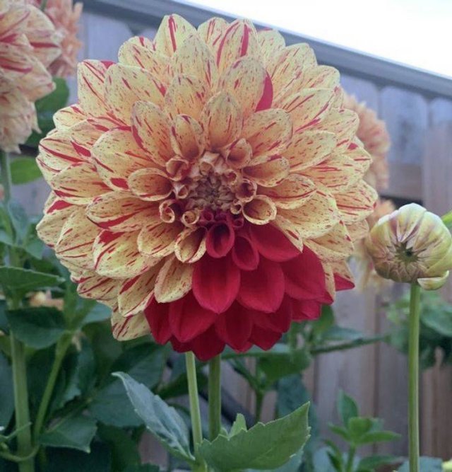 It's Beautiful (54 pics)