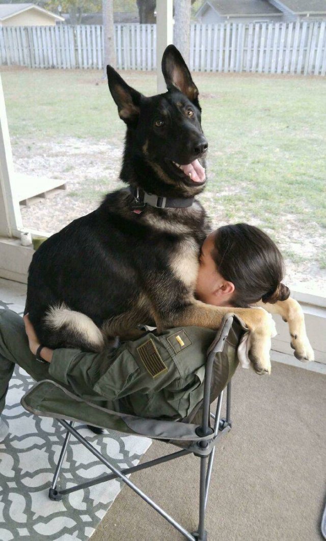 The Smartest Dog Breeds (30 pics) The Smartest Dog Breeds (30 pics)