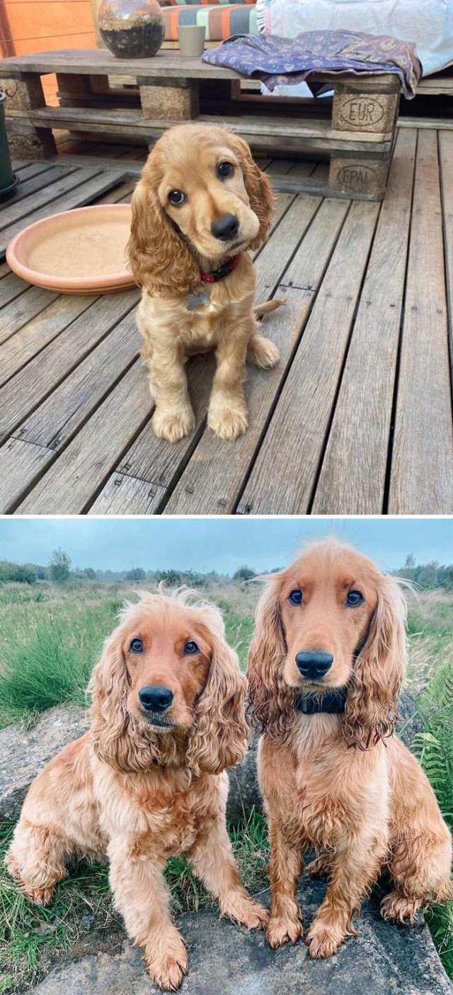 The Smartest Dog Breeds (30 pics) The Smartest Dog Breeds (30 pics)