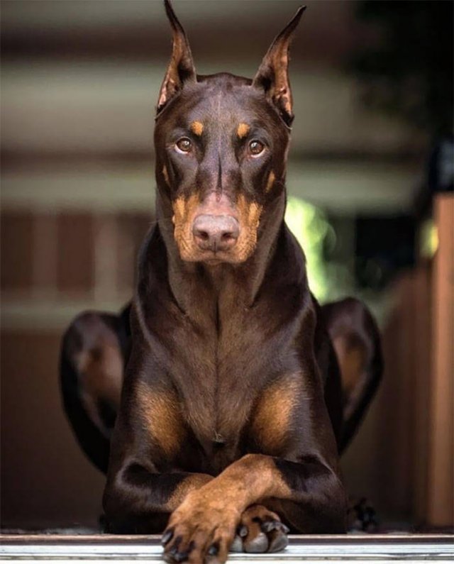 The Smartest Dog Breeds (30 pics) The Smartest Dog Breeds (30 pics)