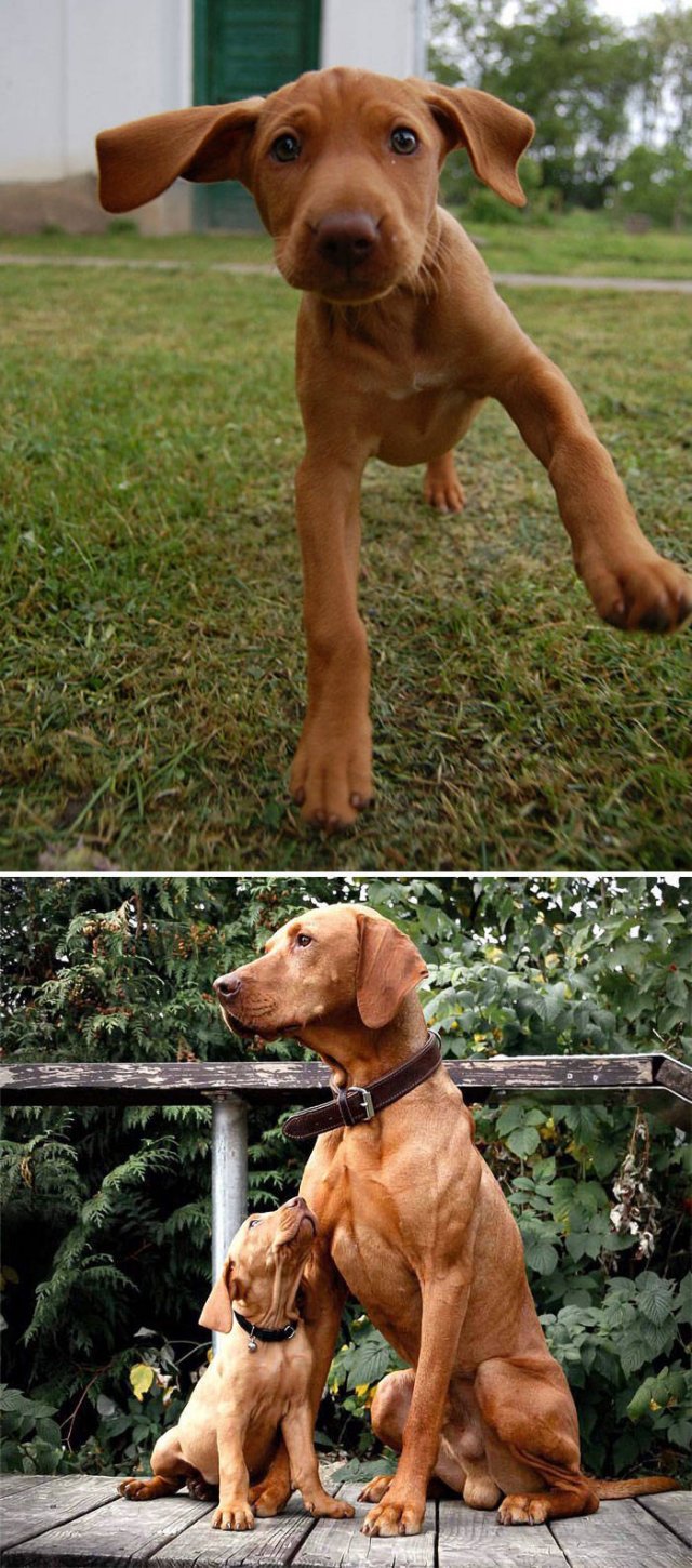 The Smartest Dog Breeds (30 pics) The Smartest Dog Breeds (30 pics)
