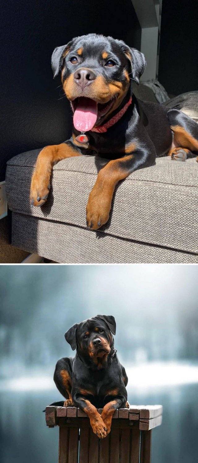 The Smartest Dog Breeds (30 pics) The Smartest Dog Breeds (30 pics)