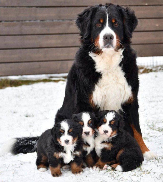 The Smartest Dog Breeds (30 pics) The Smartest Dog Breeds (30 pics)