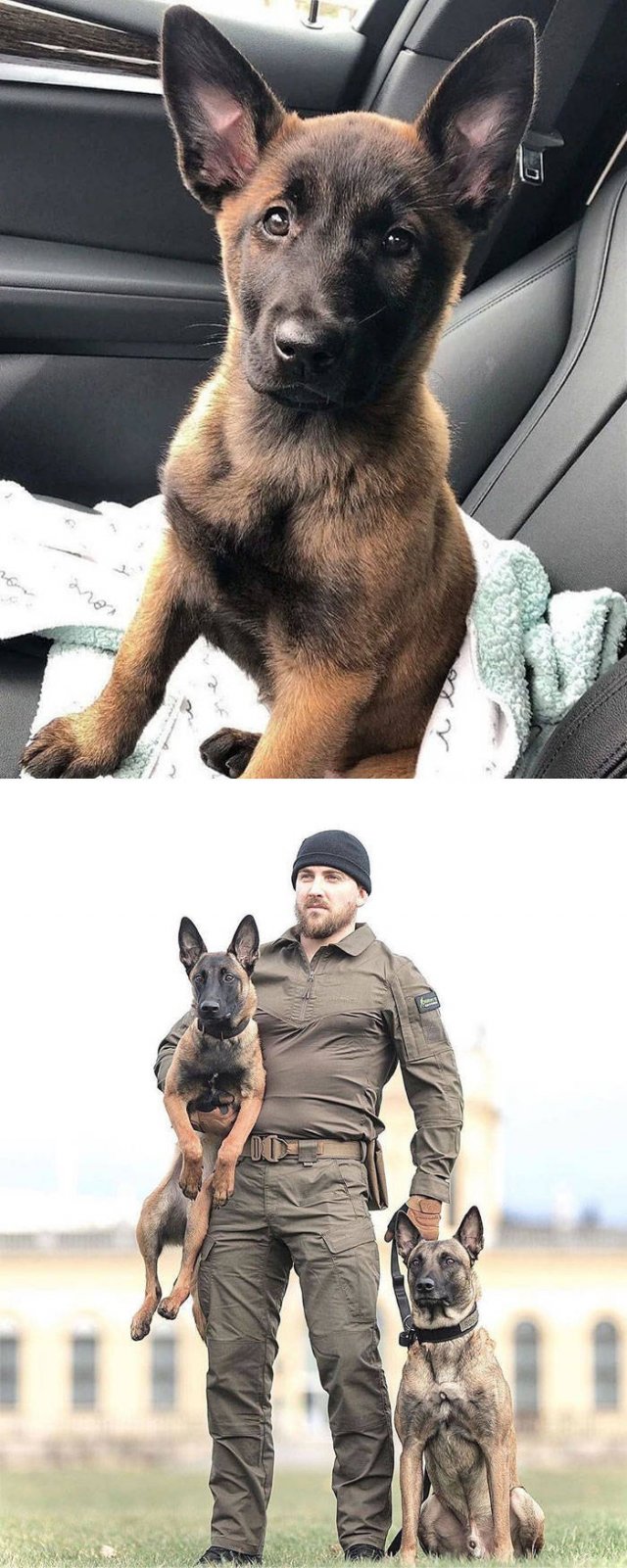The Smartest Dog Breeds (30 pics) The Smartest Dog Breeds (30 pics)