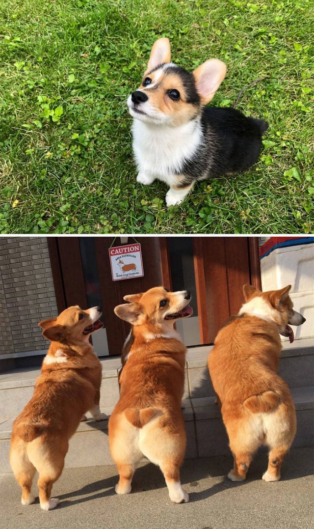 The Smartest Dog Breeds (30 pics) The Smartest Dog Breeds (30 pics)