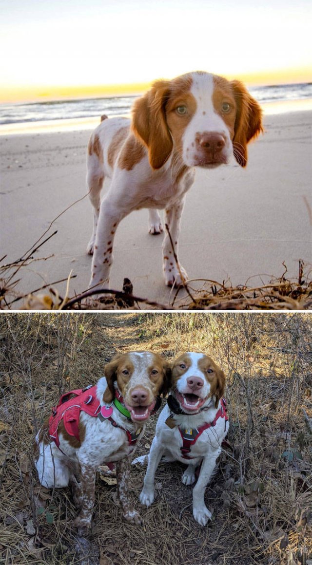 The Smartest Dog Breeds (30 pics) The Smartest Dog Breeds (30 pics)
