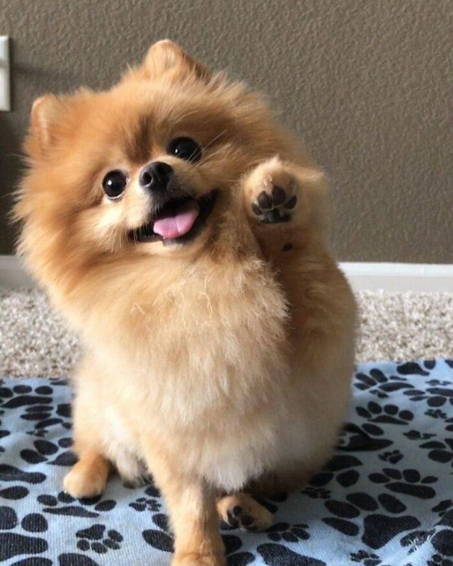 The Smartest Dog Breeds (30 pics) The Smartest Dog Breeds (30 pics)