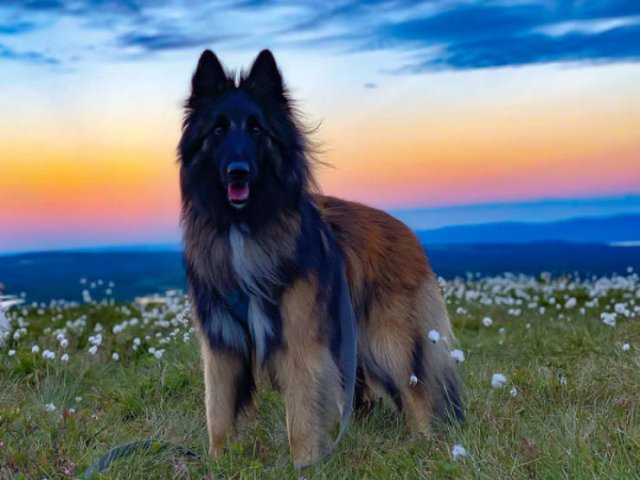 The Smartest Dog Breeds (30 pics) The Smartest Dog Breeds (30 pics)