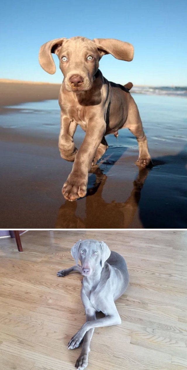 The Smartest Dog Breeds (30 pics) The Smartest Dog Breeds (30 pics)