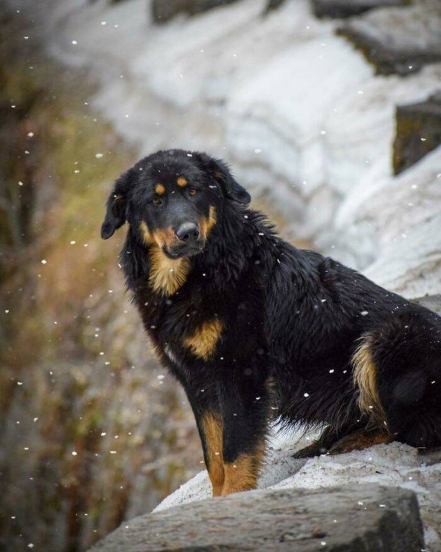 The Smartest Dog Breeds (30 pics) The Smartest Dog Breeds (30 pics)