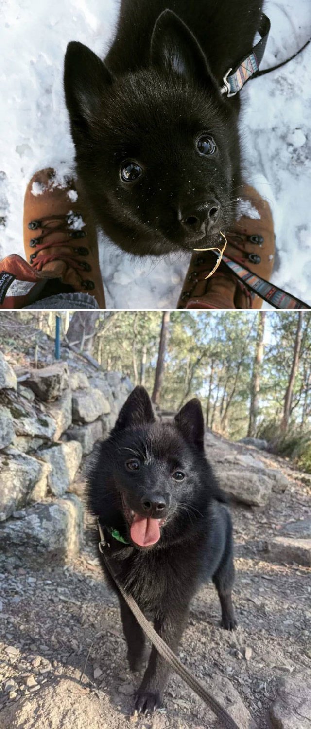 The Smartest Dog Breeds (30 pics) The Smartest Dog Breeds (30 pics)