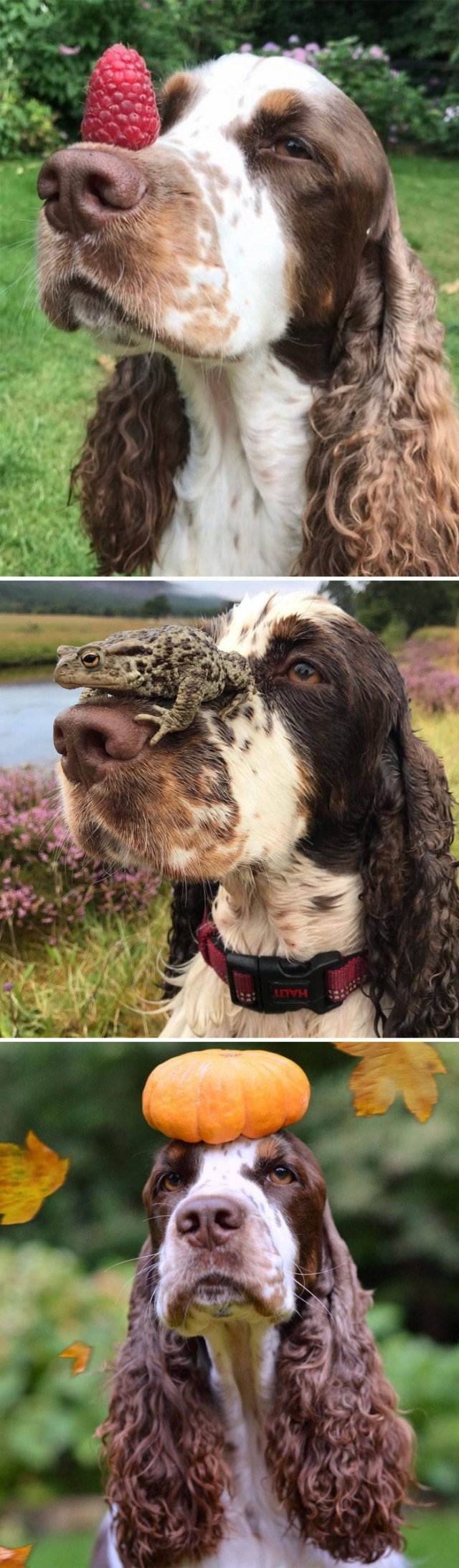 The Smartest Dog Breeds (30 pics) The Smartest Dog Breeds (30 pics)