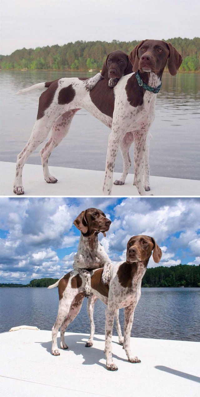 The Smartest Dog Breeds (30 pics) The Smartest Dog Breeds (30 pics)