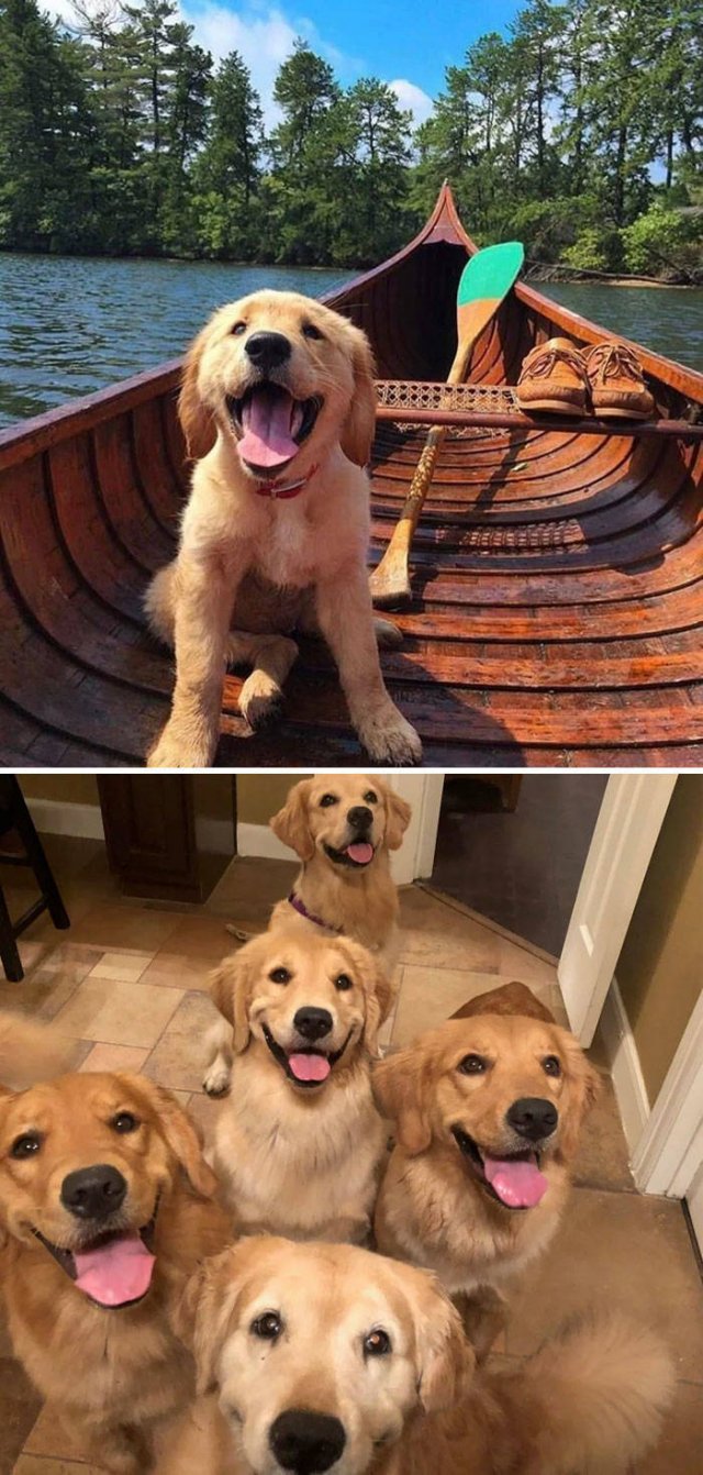 The Smartest Dog Breeds (30 pics) The Smartest Dog Breeds (30 pics)